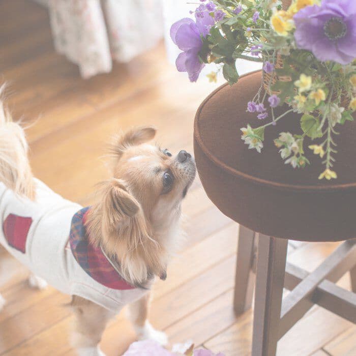 ペット花を見つめる茶色い犬